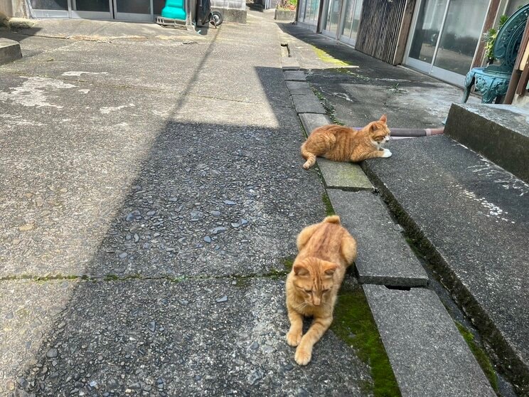 〈売春島と呼ばれた島②〉「窓をのぞくと大人たちが野球拳していた」「島の運動会にはホステスさんも参加していた」渡鹿野島区長が語る“島の歴史”とクリーン化に舵を切った理由、今後の課題とは…_28