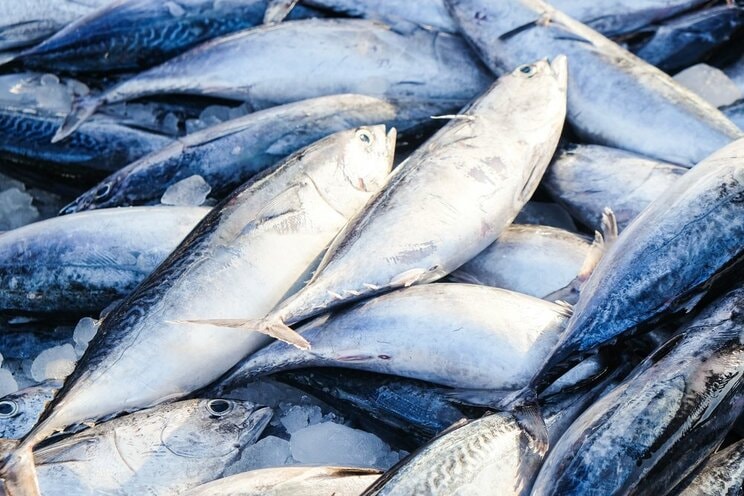 世界の漁業生産量は過去最多なのに、日本だけ激減の謎──天然は頭打ち、養殖爆伸びの時流のなか“魚の国ニッポン”の明日はどっちだ？ _3