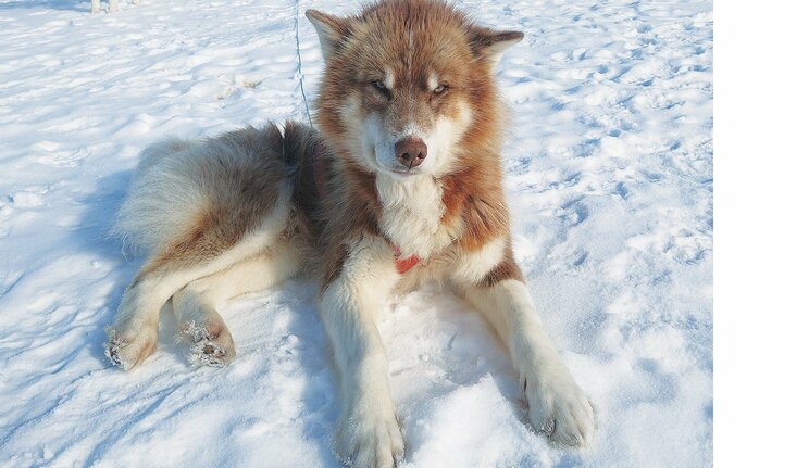 「やるからには世界最強の犬橇チームをつくる」探検家・作家の角幡唯介氏が最初に選んだ５頭の出自_2