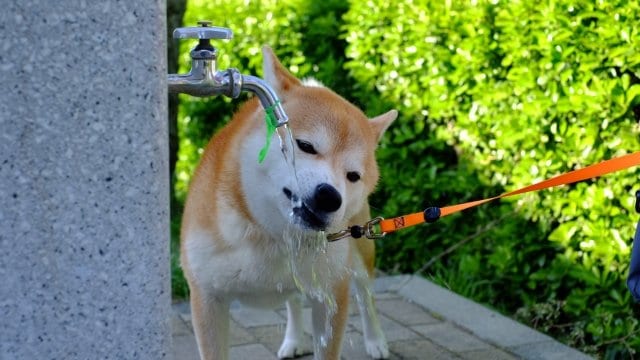 「冷えてないと無理」「味が嫌い」「水道水は不衛生」…令和に水が飲めない子ども急増の理由。昭和・平成の親世代は「私たちは学校で蛇口から直飲みしてたけど…」_5