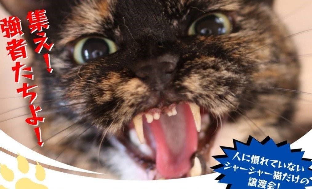 “シャーシャー猫”限定「最強の保護猫譲渡会」が大バズ！「心を開いてくれる瞬間がたまらない」の声。保護猫の殺処分は10年で10分の1も、主催者は「データ上では減ったように見えますが…」