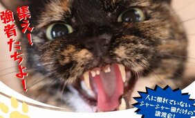 “シャーシャー猫”限定「最強の保護猫譲渡会」が大バズ！「心を開いてくれる瞬間がたまらない」の声。保護猫の殺処分は10年で10分の1も、主催者は「データ上では減ったように見えますが…」