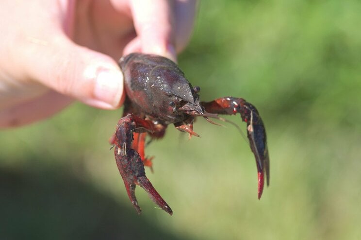 家で飼うのは元気なザリガニか、怪我をしたザリガニか。新米パパの脳天に強烈な一撃を見舞った“チビ”のひと言とは？_2