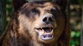 「撃ってくれ!」クマに顎を食いつかれた69歳猟師の必死の叫びに同僚は「弾ないんだわ!」素手の格闘の結末【2025年9月ベスト記事2位】