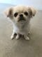 【画像あり】フォロワー数14.6万! 令和の超人気犬「おもちくん」。俳優・高橋一生ともCM共演した癒し満載のキュートな素顔に接近!_2