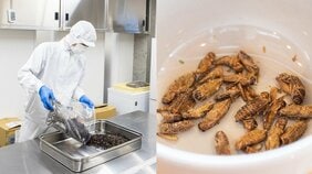 【閲覧注意?】食用コオロギ工場に潜入! メーカー社長が語る未来の食糧「タピオカブームと違って将来必要とされる」再来年には市場規模1000億円とも
