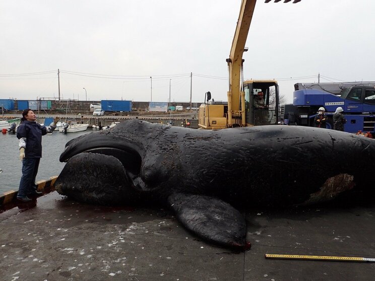 【海獣学者に訊いた】大阪湾の淀ちゃんだけじゃない。国内では年間300件も発生。浜や河川にクジラやイルカが迷い込む「ストランディング」の実態とは？_3