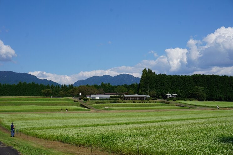 フォークジャンボリー発祥の地“椛の湖”の周辺に広がるそば畑（PhotoACより）