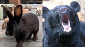 〈石川・クマ立てこもり〉「クマが施設にはいってきた!」窓を爪でガリガリと削り、館内はパニック…警察、猟友会、ドローンも出動した緊迫の9時間! クマ出没が今年多いのはあの果実が豊作のせい…?