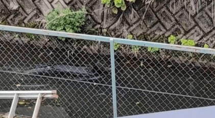 用水路を泳ぐクマ（写真／地元住民提供）