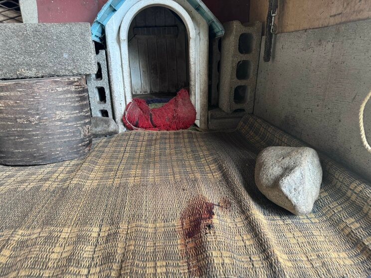 ダイくんの犬小屋（撮影／集英社オンライン）