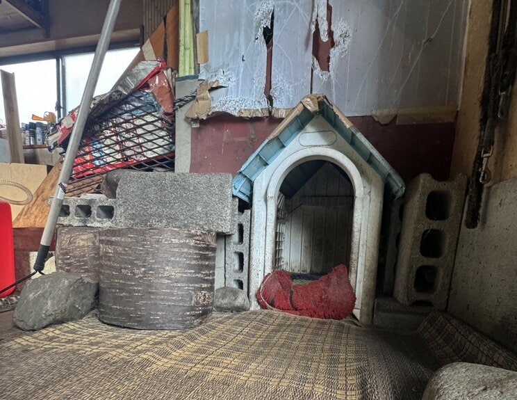 〈クマ出没警報も発令〉「冬眠明けはガリガリに痩せているはずですが…」体重125キロのクマが市街地に「麻酔銃、電気ヤリで駆除」岩手では早くも犠牲者か…相次ぐクマ被害2026 _6