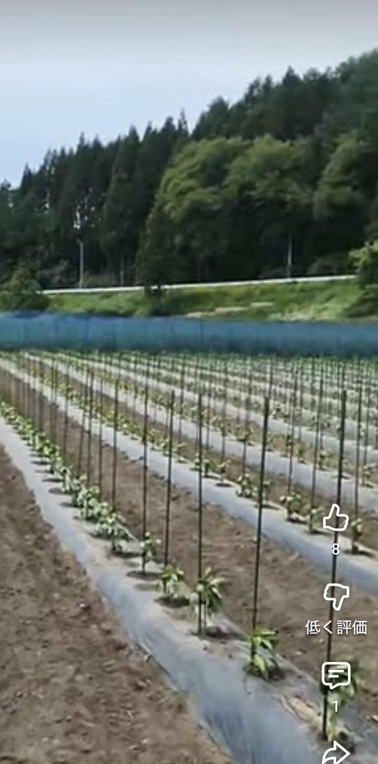 Aが経営していた農場（写真／本人SNS）