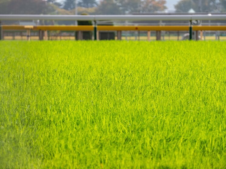 競馬場で迷ったら「中京競馬場は内枠、東京競馬場は内前、阪神ダートは…」６年連続回収率100%超えのプロギャンブラーが伝授する普通は気づかない各競馬場の特徴_1