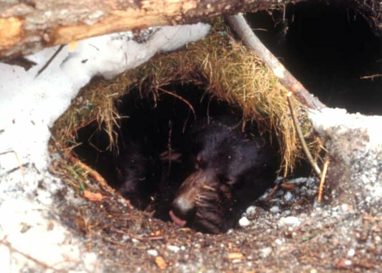 クマは4～5カ月の冬眠期間中、飲食や排泄・排尿を一切せずに生き続ける。写真提供：坪田敏男