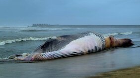 〈千葉・匝瑳〉海岸に17メートルの巨大クジラ…口元から赤い“何か”が膨張、現場で見た「触ろうとする人も」