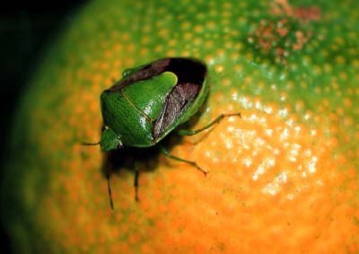 〈カメムシ注意報発令中！〉大量発生でコメ農家は大打撃「クサいし農薬も高騰でシャレにならない」「身体をペシャンコにして1〜2ミリの隙間から家に入ってくる」_11
