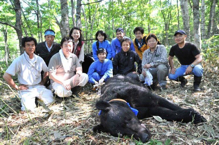 麻酔で眠らせたヒグマにGPS首輪を装着。行動追跡のため山へ放す。写真提供：坪田敏男