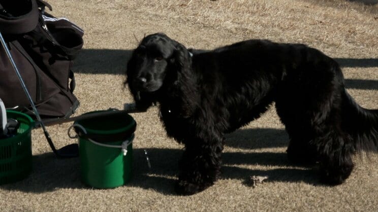 前澤さんの愛犬、イングリッシュ・コッカー・スパニエルの利休