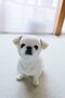 【画像あり】フォロワー数14.6万! 令和の超人気犬「おもちくん」。俳優・高橋一生ともCM共演した癒し満載のキュートな素顔に接近!_16