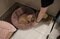 〈約20%の飼い主が60代以上〉人間と愛犬の間にもある深刻な“老老介護”問題「この子はがんばったね」老犬ホームスタッフが語る高齢犬の“お見送り”_21