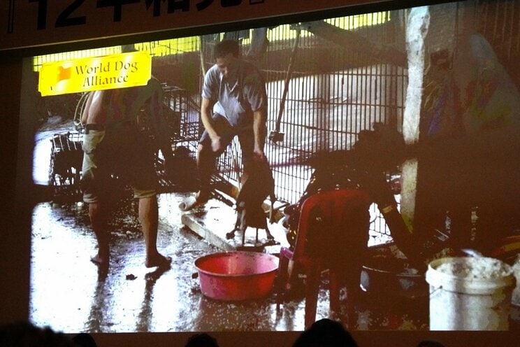 犬肉食反対を訴える政治団体「ワンニャン平和党」の設立会見で上映された、食用として処分される犬の映像（撮影／集英社オンライン）