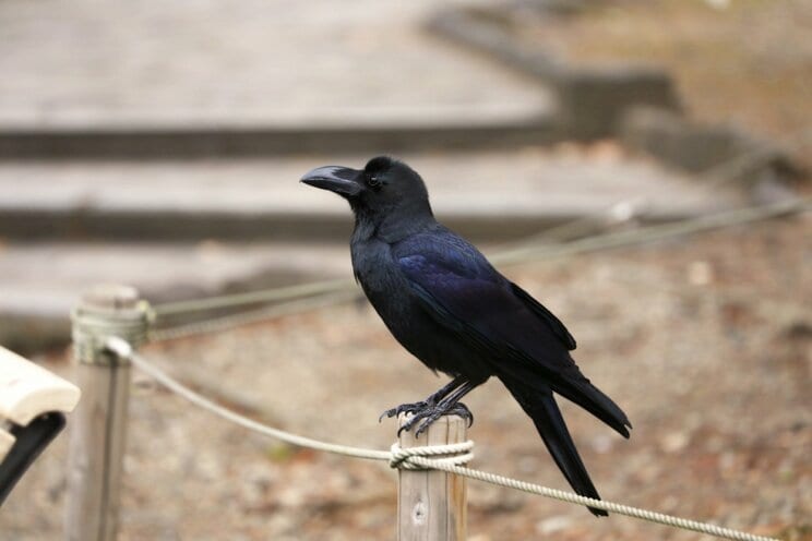 都心で個体数が激減しているカラス（PhotoAC）