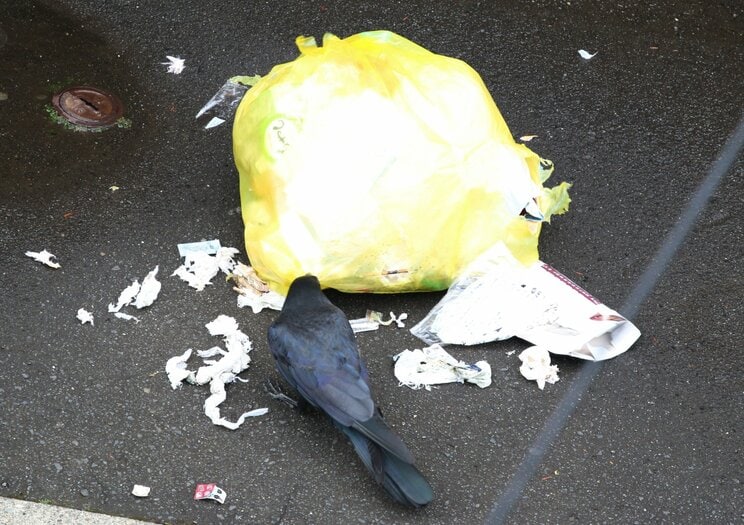 ゴミを漁るカラス（PhotoAC）