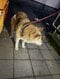 避難所に繋げられていた被災者の愛犬（撮影／集英社オンライン）