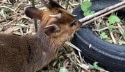 〈キョン捕獲動画〉「キィー」と悲鳴のような鳴き声とつぶらな瞳でハンターの心をえぐる…千葉で大量発生のキョンが人々の暮らしを脅かす存在に…「命乞いの声で仲間に助けを求めるんです」
