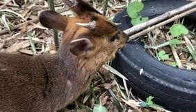 〈キョン捕獲動画〉「キィー」と悲鳴のような鳴き声とつぶらな瞳でハンターの心をえぐる…千葉で大量発生のキョンが人々の暮らしを脅かす存在に…「命乞いの声で仲間に助けを求めるんです」