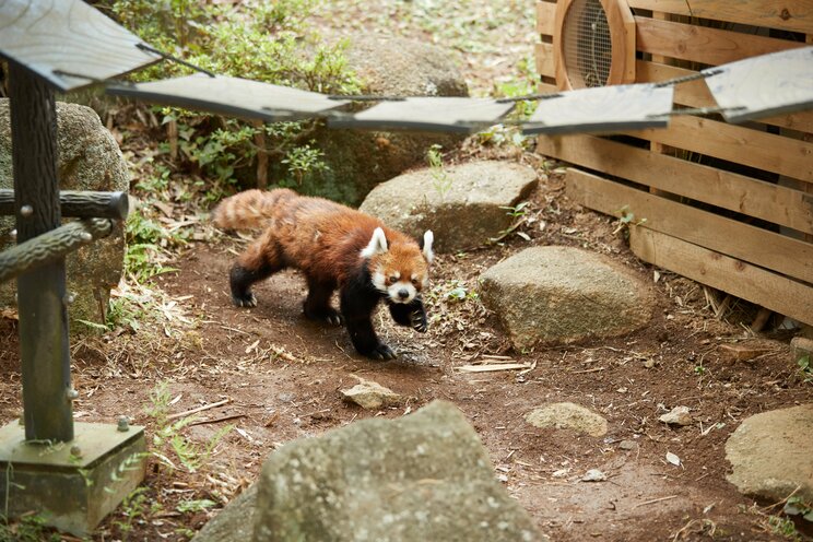 2本足で立つ姿でレッサーパンダブームを巻き起こした風太くんも20歳に。人間なら80歳以上のご長寿「孫に囲まれ幸せな日々」の中、まだ立っているのか？_19