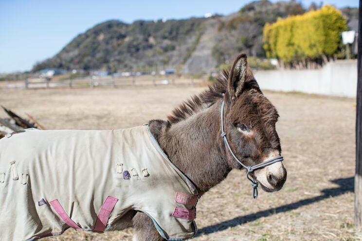 クサツネ
栃木県生まれ、8歳の雄ロバ。好きな食べ物はイネ科の草とニンジン。名前の由来は「草と常に出合えるように」。