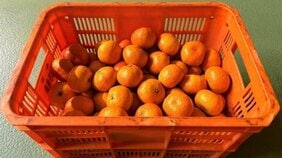 みかん農園の“やけくそ投稿”から大ブームになった“1年分プレゼント企画”の真相「怪しいけど大丈夫?」実施企業を直撃