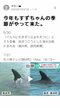 〈福井県・“かみつきイルカ”で17人負傷〉珠洲市の“伝説のイルカ”すずちゃんと同一個体？ 名づけ親が語る悲しい胸中「人が多くて興奮してるだけ、帰ってきてほしい」_9
