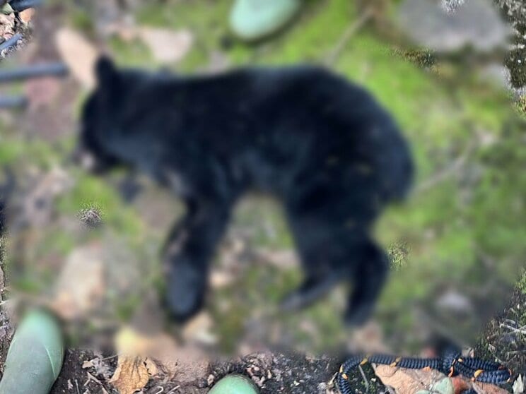 殺処分された子グマ（写真／丹波市役所提供）