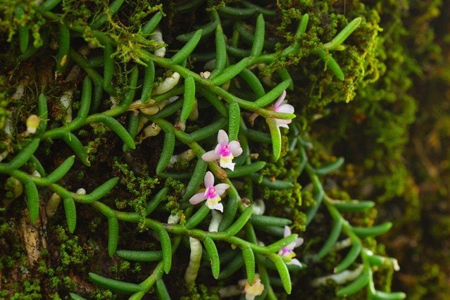 ラン科　ムカデラン属関東以西の太平洋側・四国・九州の、日当たりの良い岩の上や木の幹に着生する常緑のラン。初夏に小さな淡い紅色の花を咲かせる。