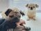 【画像あり】フォロワー数14.6万! 令和の超人気犬「おもちくん」。俳優・高橋一生ともCM共演した癒し満載のキュートな素顔に接近!_9