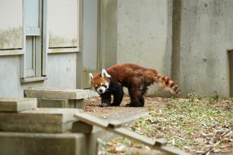 2本足で立つ姿でレッサーパンダブームを巻き起こした風太くんも20歳に。人間なら80歳以上のご長寿「孫に囲まれ幸せな日々」の中、まだ立っているのか？_15