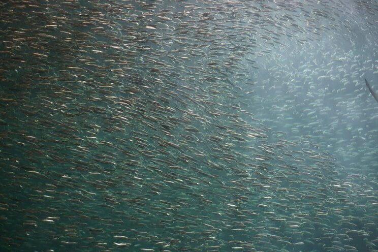 日本の食卓を支える大衆魚「イワシ」