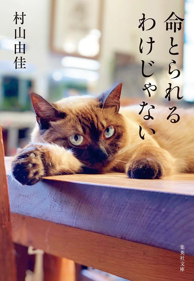 小説・恋愛・愛猫・母親…… 作家生活30年を振り返って『命とらえるわけじゃない』『記憶の歳時記』村山由佳インタビュー_7