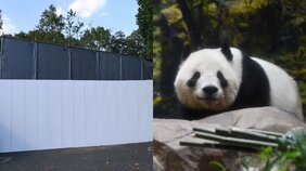 〈旧パンダ舎は解体へ〉入園者2割減…次の主役はハシビロコウ？ 副園長が語った上野動物園の今「またパンダ飼育にチャレンジしていければ」