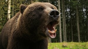 【ヒグマ猟に密着】「倒れていても襲ってくるから絶対油断するな」ベテラン猟師も驚く今年のクマの異常な多さ。クマの驚きの生命力と習性とは【2023クマ記事 5位】