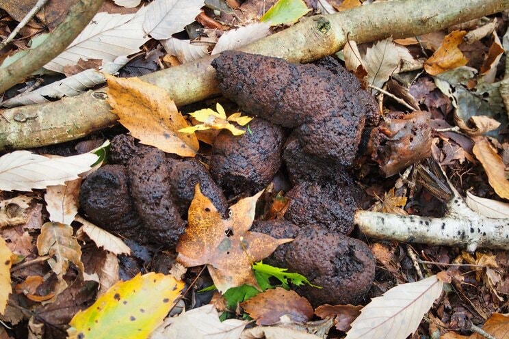 クマのフン。食べたエサによって色やニオイが異なるので判別が難しい（『ドキュメント　クマから逃げのびた人々』より）