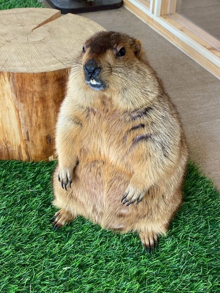被害にあったわらびちゃん（写真／マーモット村大阪提供）