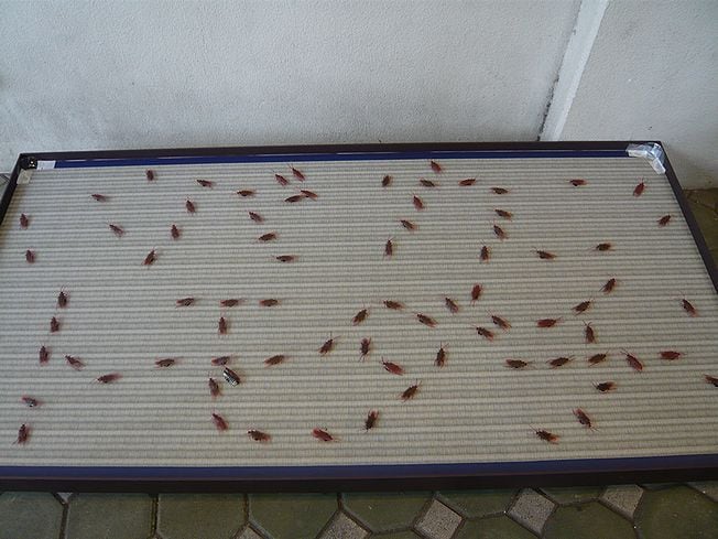 「低予算型テーマパーク 浅草亀やしき」の展示より。「バカ」「トモダチ」の文字が読めるだろうか？　漫画でどう描かれていたのかは、本作を読んでお確かめを！