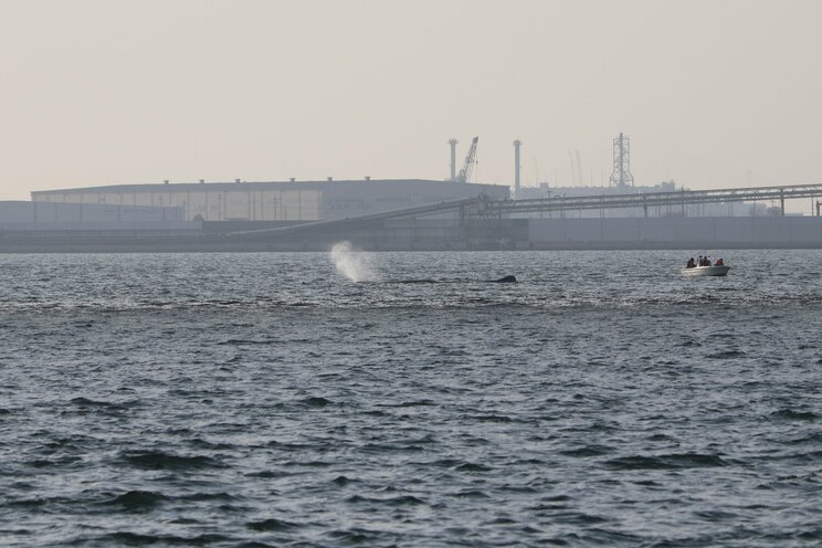 【潮吹き画像あり】潮吹きが多すぎる？ 大阪湾に迷いこんだマッコウクジラ“淀ちゃん”は元気になって海に帰れるのか？_6