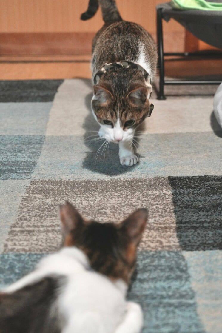 2匹がついに緊張のご対面