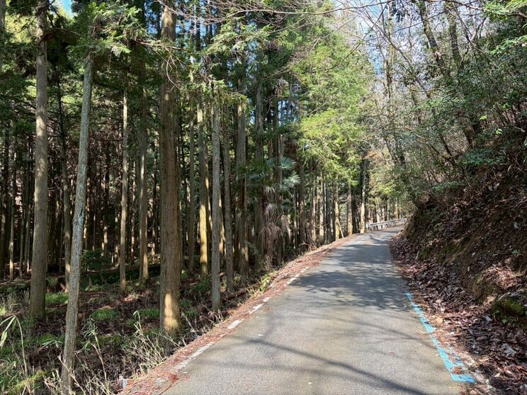 遺体発見場所の近くの山林（撮影／集英社オンライン）