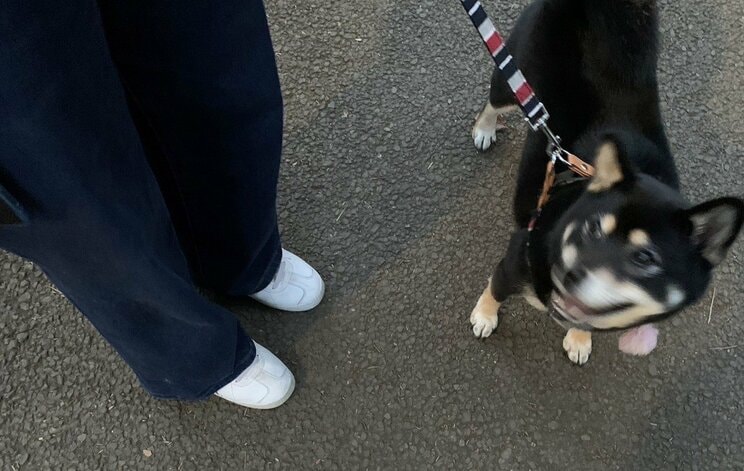 愛犬の散歩で芦花公園に訪れる人も多い?(撮影/集英社オンライン)